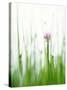 Flowering Chives-Kr?ger & Gross-Stretched Canvas