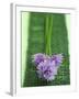 Flowering Chives-Elisabeth Cölfen-Framed Photographic Print