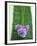 Flowering Chives-Elisabeth Cölfen-Framed Photographic Print