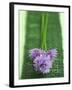 Flowering Chives-Elisabeth Cölfen-Framed Photographic Print