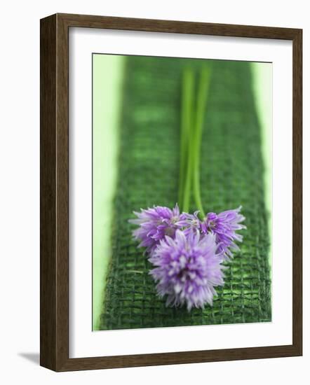 Flowering Chives-Elisabeth Cölfen-Framed Photographic Print