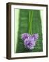 Flowering Chives-Elisabeth Cölfen-Framed Photographic Print