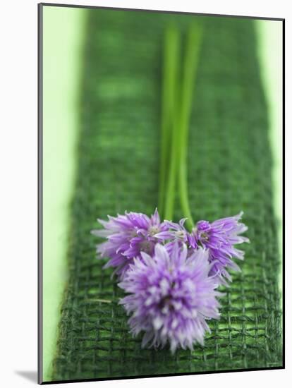 Flowering Chives-Elisabeth Cölfen-Mounted Photographic Print