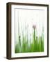 Flowering Chives-Kr?ger & Gross-Framed Photographic Print