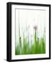 Flowering Chives-Kr?ger & Gross-Framed Photographic Print