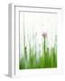 Flowering Chives-Kr?ger & Gross-Framed Photographic Print