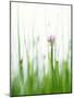 Flowering Chives-Kr?ger & Gross-Mounted Photographic Print