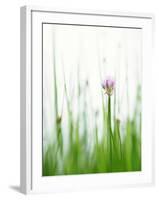 Flowering Chives-Kr?ger & Gross-Framed Photographic Print