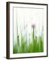 Flowering Chives-Kr?ger & Gross-Framed Photographic Print