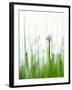 Flowering Chives-Kr?ger & Gross-Framed Photographic Print