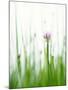 Flowering Chives-Kr?ger & Gross-Mounted Photographic Print