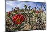 Flowering cholla cactus (Cylindropuntia spp), in the Sweetwater Preserve, Tucson, Arizona, United S-Michael Nolan-Mounted Premium Photographic Print