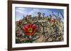 Flowering cholla cactus (Cylindropuntia spp), in the Sweetwater Preserve, Tucson, Arizona, United S-Michael Nolan-Framed Photographic Print