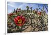 Flowering cholla cactus (Cylindropuntia spp), in the Sweetwater Preserve, Tucson, Arizona, United S-Michael Nolan-Framed Photographic Print