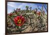 Flowering cholla cactus (Cylindropuntia spp), in the Sweetwater Preserve, Tucson, Arizona, United S-Michael Nolan-Framed Photographic Print