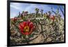 Flowering cholla cactus (Cylindropuntia spp), in the Sweetwater Preserve, Tucson, Arizona, United S-Michael Nolan-Framed Photographic Print