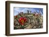 Flowering cholla cactus (Cylindropuntia spp), in the Sweetwater Preserve, Tucson, Arizona, United S-Michael Nolan-Framed Photographic Print