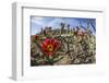 Flowering cholla cactus (Cylindropuntia spp), in the Sweetwater Preserve, Tucson, Arizona, United S-Michael Nolan-Framed Photographic Print