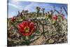 Flowering cholla cactus (Cylindropuntia spp), in the Sweetwater Preserve, Tucson, Arizona, United S-Michael Nolan-Stretched Canvas