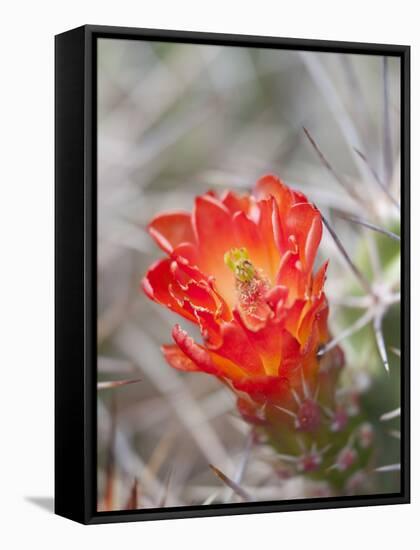 Flowering Claret Cup Cactus, Joshua Tree National Park, California, Usa-Jamie & Judy Wild-Framed Stretched Canvas