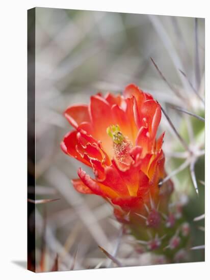 Flowering Claret Cup Cactus, Joshua Tree National Park, California, Usa-Jamie & Judy Wild-Stretched Canvas