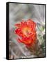 Flowering Claret Cup Cactus, Joshua Tree National Park, California, Usa-Jamie & Judy Wild-Framed Stretched Canvas