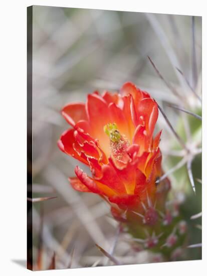 Flowering Claret Cup Cactus, Joshua Tree National Park, California, Usa-Jamie & Judy Wild-Stretched Canvas