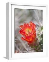 Flowering Claret Cup Cactus, Joshua Tree National Park, California, Usa-Jamie & Judy Wild-Framed Photographic Print