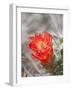 Flowering Claret Cup Cactus, Joshua Tree National Park, California, Usa-Jamie & Judy Wild-Framed Photographic Print