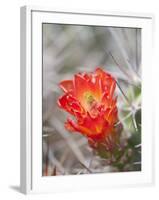 Flowering Claret Cup Cactus, Joshua Tree National Park, California, Usa-Jamie & Judy Wild-Framed Photographic Print