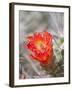 Flowering Claret Cup Cactus, Joshua Tree National Park, California, Usa-Jamie & Judy Wild-Framed Photographic Print