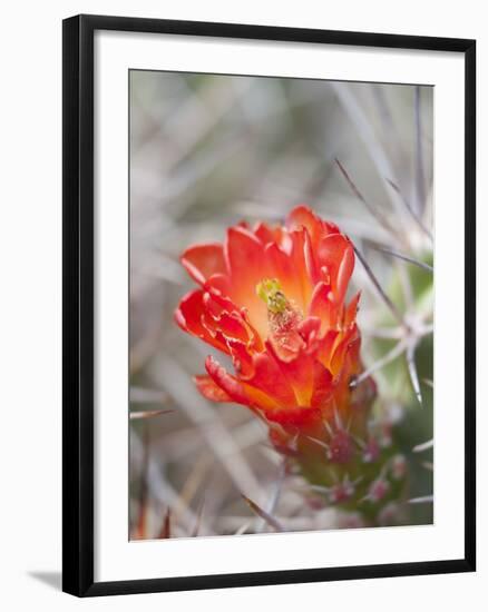 Flowering Claret Cup Cactus, Joshua Tree National Park, California, Usa-Jamie & Judy Wild-Framed Photographic Print