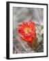 Flowering Claret Cup Cactus, Joshua Tree National Park, California, Usa-Jamie & Judy Wild-Framed Photographic Print