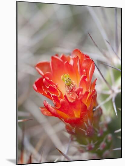 Flowering Claret Cup Cactus, Joshua Tree National Park, California, Usa-Jamie & Judy Wild-Mounted Photographic Print