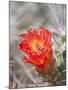 Flowering Claret Cup Cactus, Joshua Tree National Park, California, Usa-Jamie & Judy Wild-Mounted Photographic Print