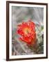 Flowering Claret Cup Cactus, Joshua Tree National Park, California, Usa-Jamie & Judy Wild-Framed Photographic Print