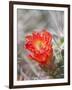 Flowering Claret Cup Cactus, Joshua Tree National Park, California, Usa-Jamie & Judy Wild-Framed Photographic Print