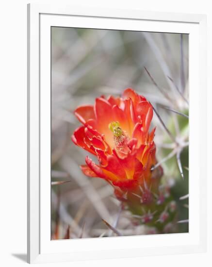 Flowering Claret Cup Cactus, Joshua Tree National Park, California, Usa-Jamie & Judy Wild-Framed Photographic Print