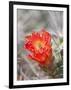 Flowering Claret Cup Cactus, Joshua Tree National Park, California, Usa-Jamie & Judy Wild-Framed Photographic Print