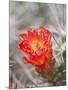 Flowering Claret Cup Cactus, Joshua Tree National Park, California, Usa-Jamie & Judy Wild-Mounted Photographic Print