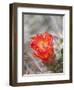 Flowering Claret Cup Cactus, Joshua Tree National Park, California, Usa-Jamie & Judy Wild-Framed Photographic Print