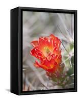 Flowering Claret Cup Cactus, Joshua Tree National Park, California, Usa-Jamie & Judy Wild-Framed Stretched Canvas