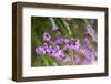 Flowering Common Heath - Ling (Calluna Vulgaris) and Pink Bell Heather (Erica Cinerea) Hampshire,Uk-Paul Harris-Framed Photographic Print