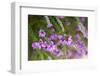 Flowering Common Heath - Ling (Calluna Vulgaris) and Pink Bell Heather (Erica Cinerea) Hampshire,Uk-Paul Harris-Framed Photographic Print