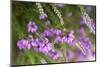 Flowering Common Heath - Ling (Calluna Vulgaris) and Pink Bell Heather (Erica Cinerea) Hampshire,Uk-Paul Harris-Mounted Photographic Print