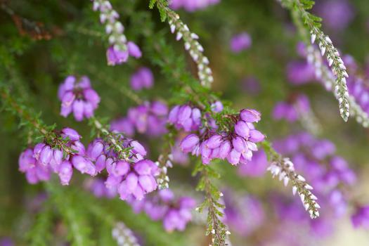 Calluna vulgaris, Ling, Erica, Heather. Floral background