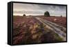 Flowering Common Heather (Calluna Vulgaris) on Heathland, Arne Rspb Reserve, Dorset, England, UK-Ross Hoddinott-Framed Stretched Canvas