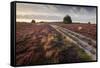 Flowering Common Heather (Calluna Vulgaris) on Heathland, Arne Rspb Reserve, Dorset, England, UK-Ross Hoddinott-Framed Stretched Canvas