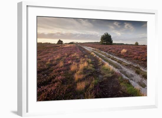 Flowering Common Heather (Calluna Vulgaris) on Heathland, Arne Rspb Reserve, Dorset, England, UK-Ross Hoddinott-Framed Photographic Print