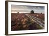 Flowering Common Heather (Calluna Vulgaris) on Heathland, Arne Rspb Reserve, Dorset, England, UK-Ross Hoddinott-Framed Photographic Print